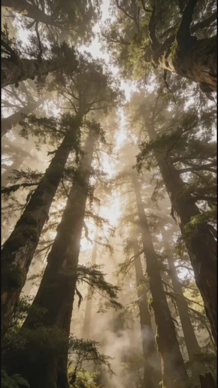 TTMG 喜木命 台灣黃檜純露 100ml 開運噴霧 東菱玉 風雷益 西四命 開運商品